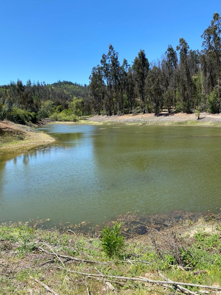 LOS AROMOS DE TILICURA