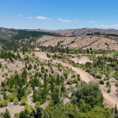 Venta de parcelas - Nirivilo